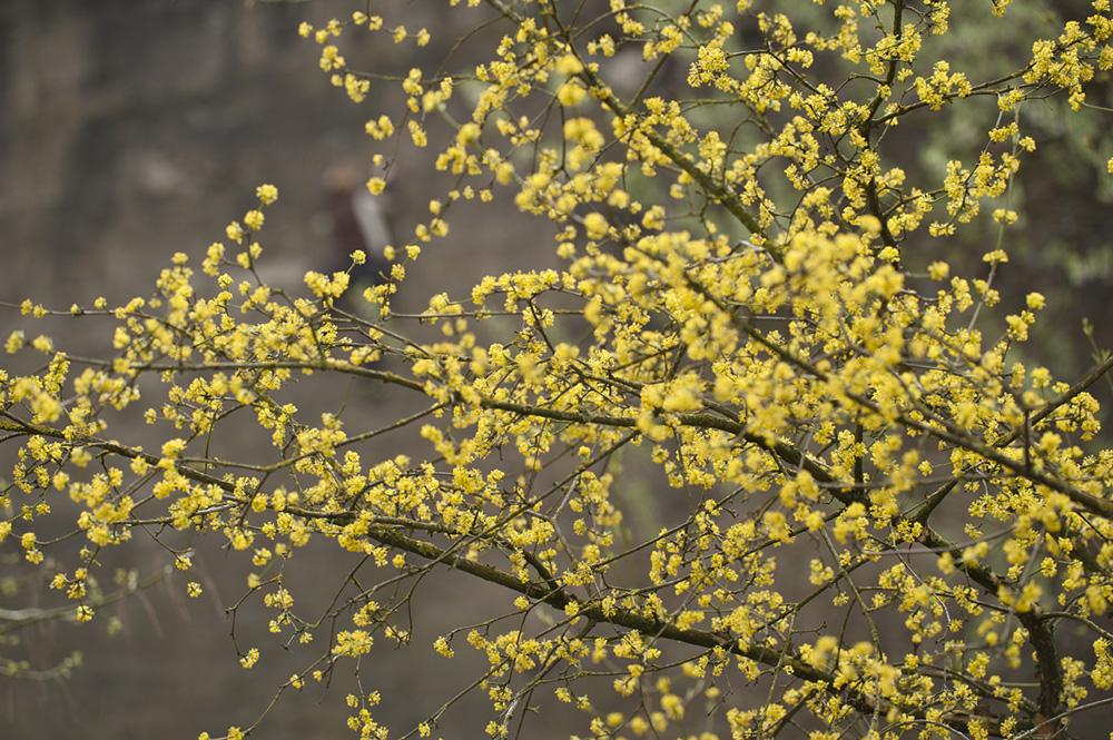 Landschaftspark - Frühling im Kletterpark