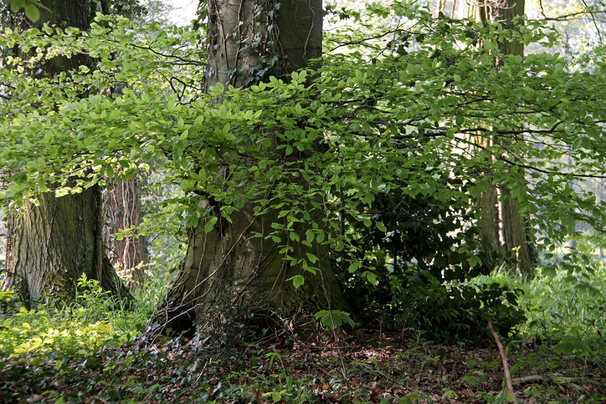 Landschaftspark Heilmannshof  2