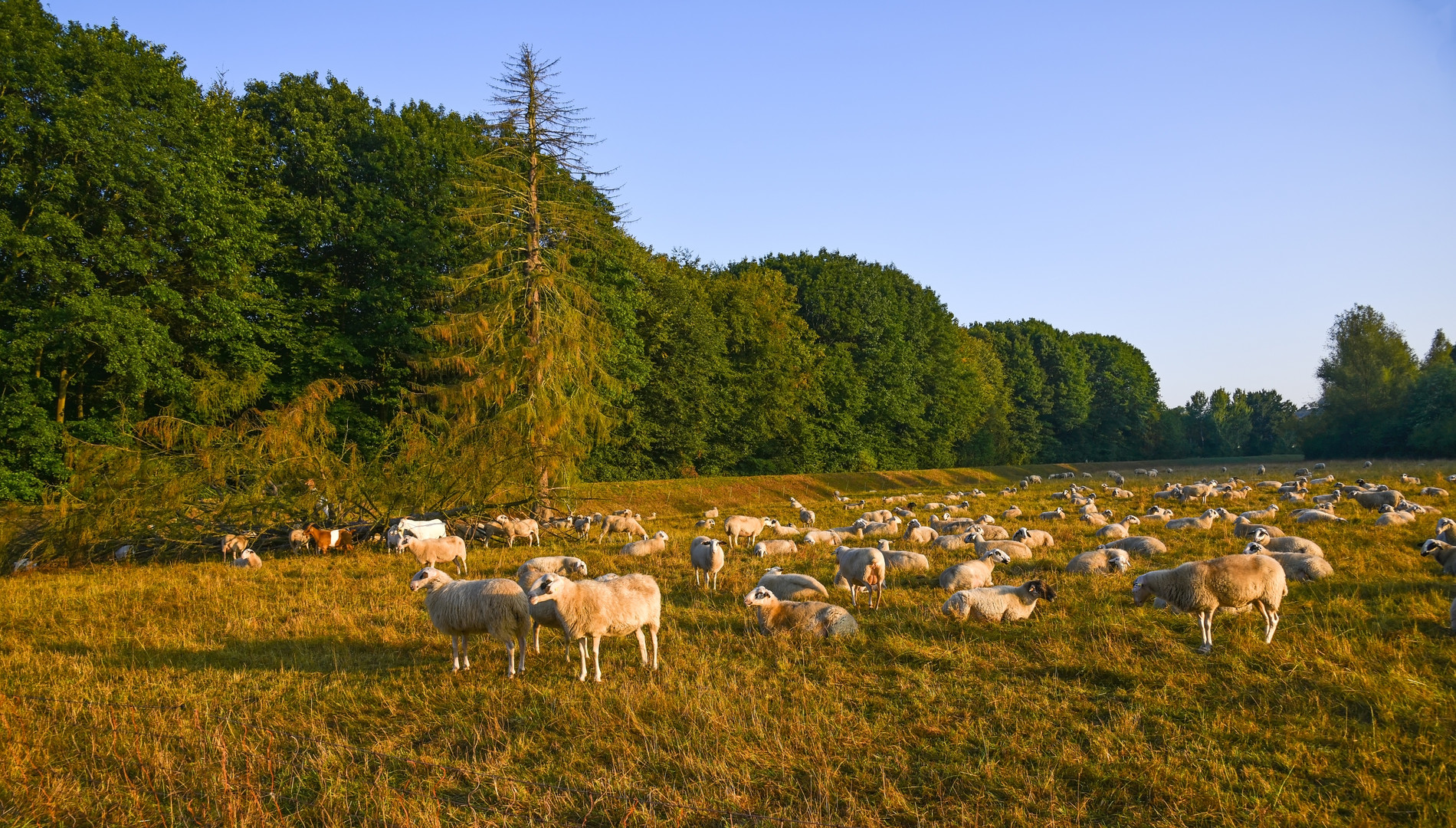 Landschaftspflege 