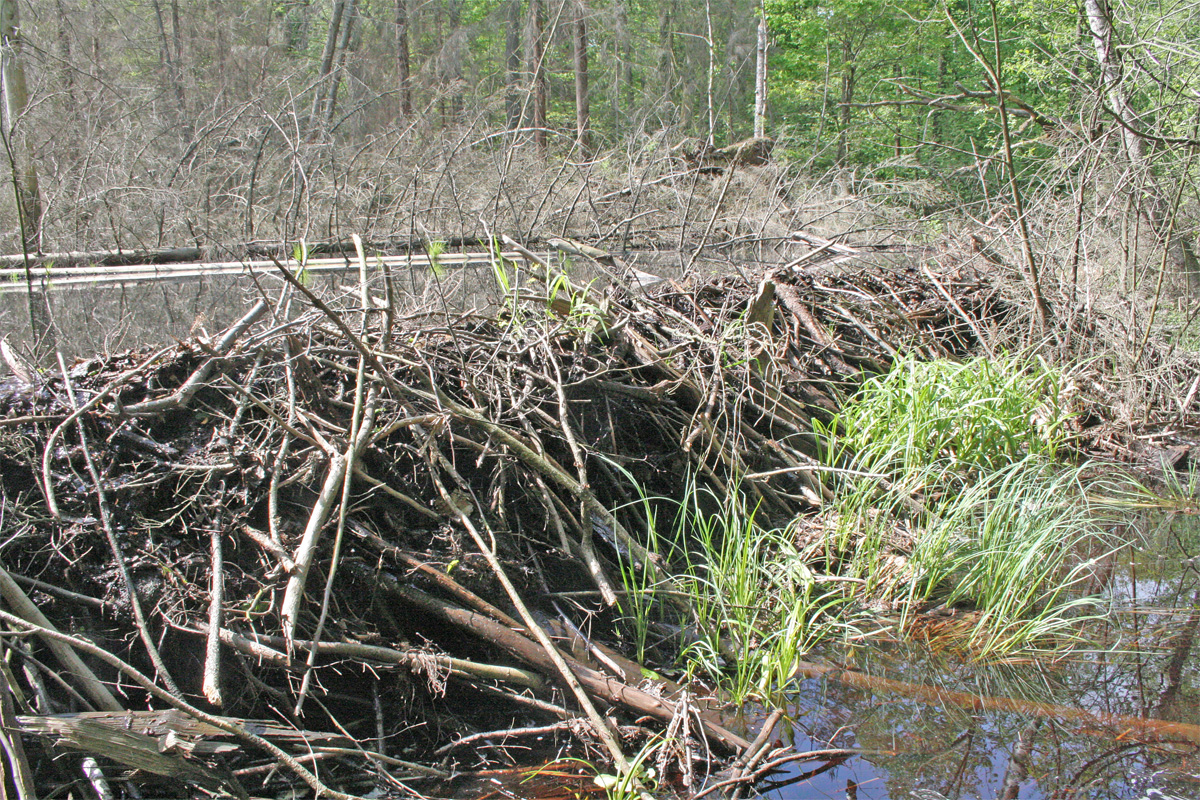 Landschaftspflege mal anders