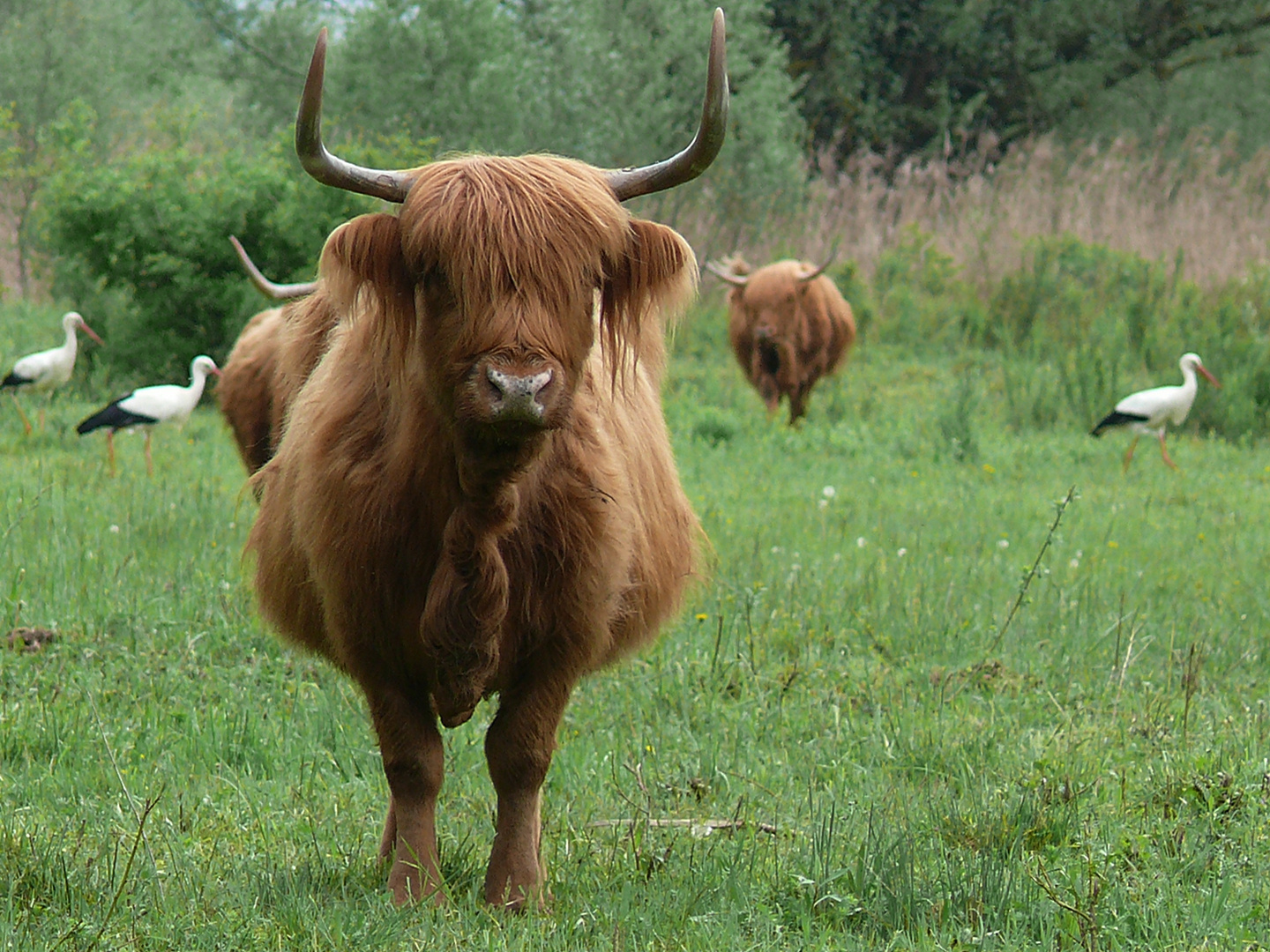 Landschaftspfleger ......