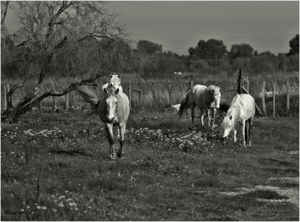 ...Landschaftspfleger...