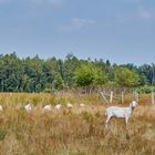 Landschaftspfleger