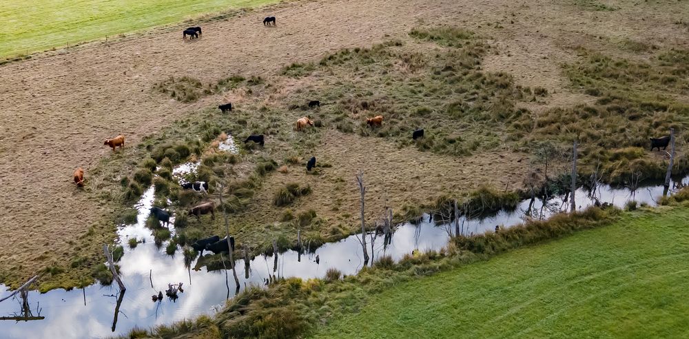 Landschaftspfleger am Wasserloch