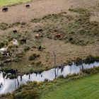 Landschaftspfleger am Wasserloch