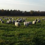 Landschaftspfleger auf vier Beinen