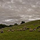 Landschaftspfleger bei der Arbeit