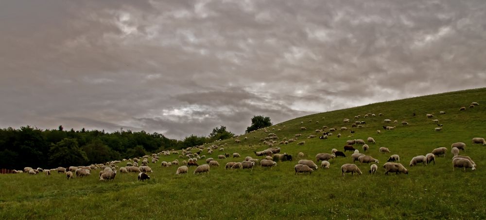 Landschaftspfleger bei der Arbeit