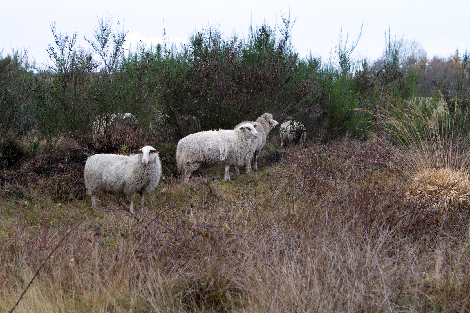 Landschaftspfleger in der Drover Heide