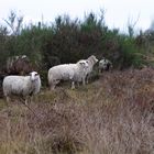 Landschaftspfleger in der Drover Heide