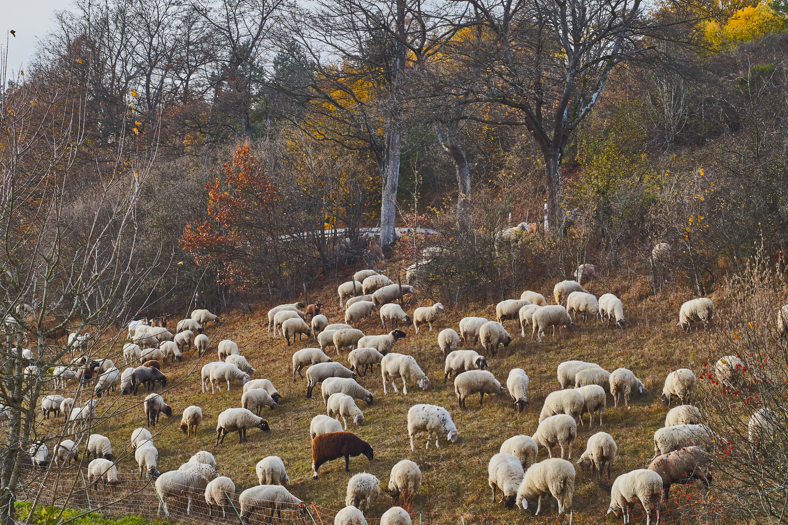 Landschaftsschützer