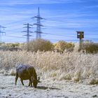 Landschaftsschutzgebiet mit Wasserbüffel