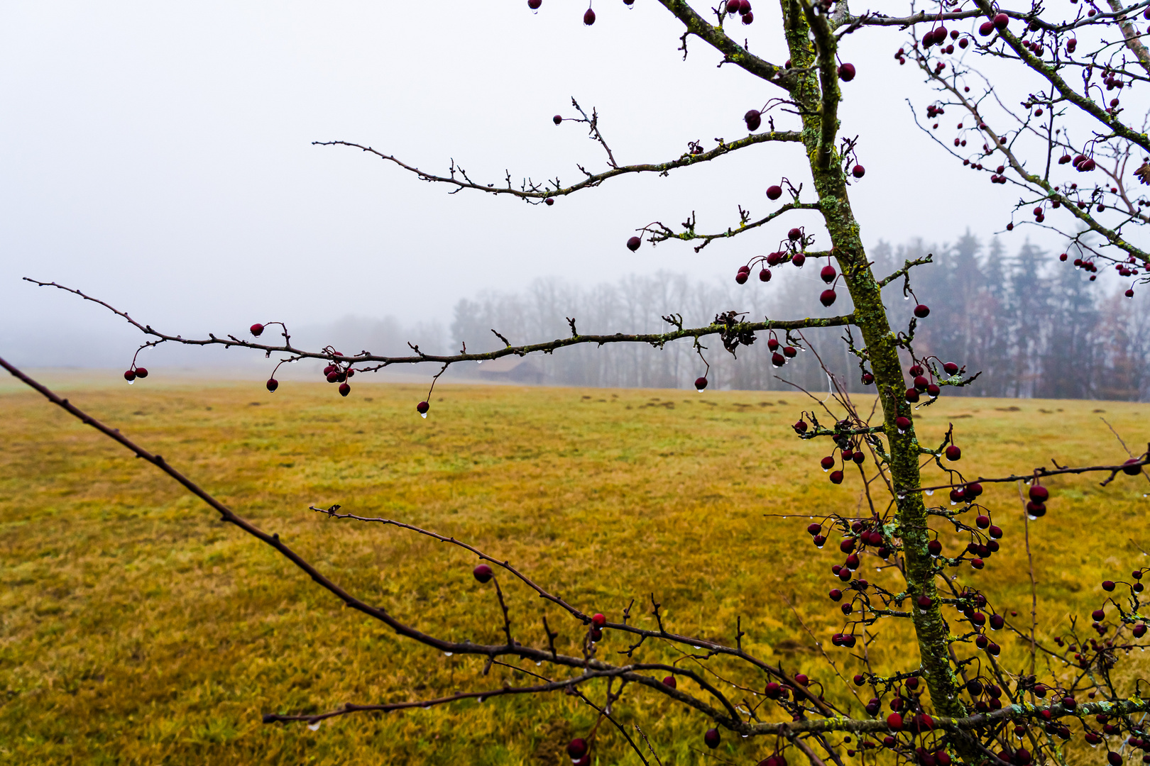 Landschaftsstimmung im Nebel