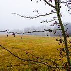 Landschaftsstimmung im Nebel