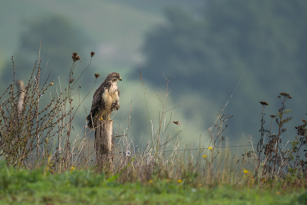 Landschaftsstück mit Buteo