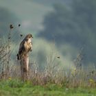 Landschaftsstück mit Buteo