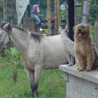 Landschaftsszene Menschen und Tiere