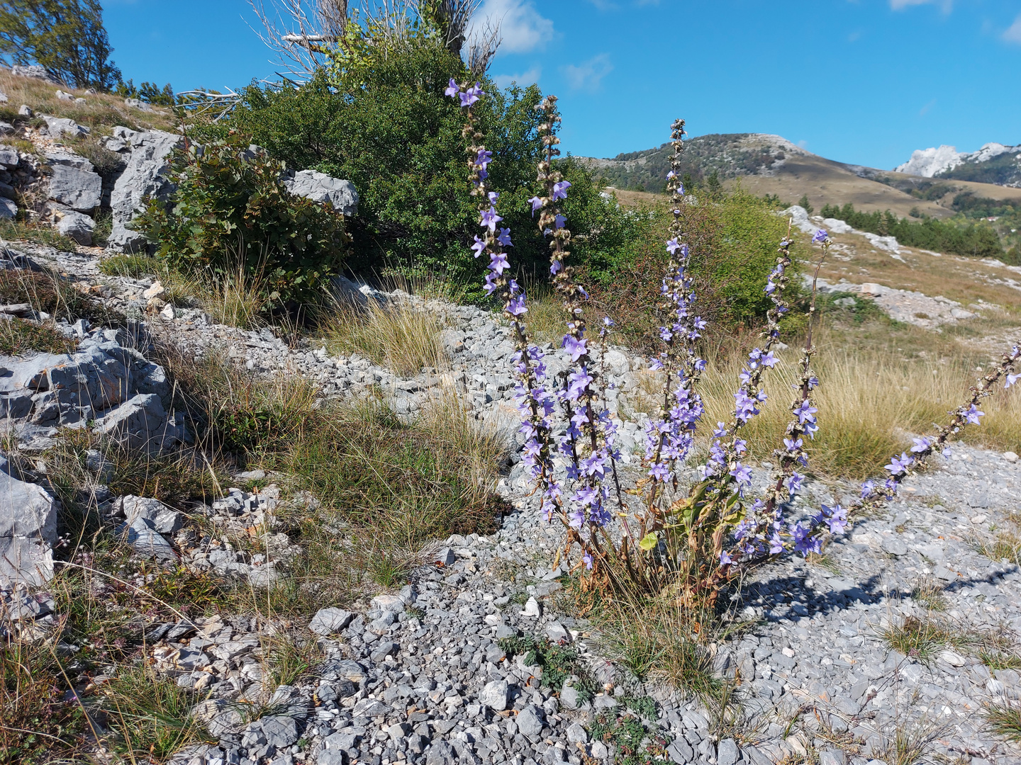 Landschaft_Velebit_Pflanzen