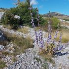 Landschaft_Velebit_Pflanzen