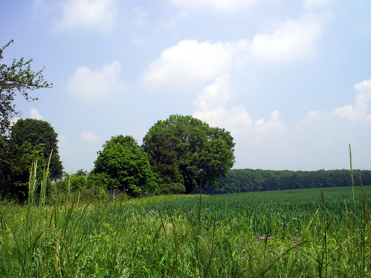 Landschat mit Bäume und Wald