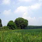 Landschat mit Bäume und Wald