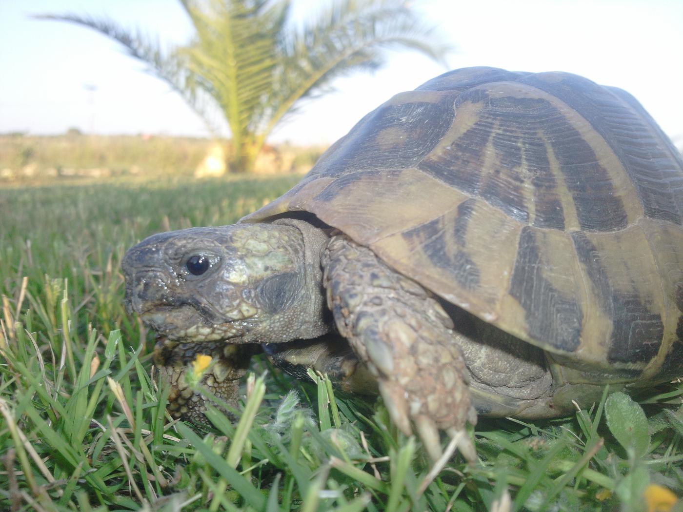 Landschildkröte