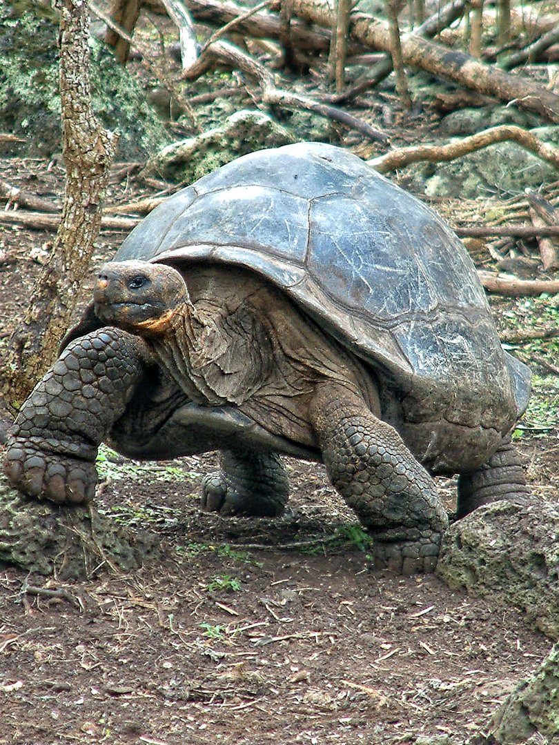 Landschildkröte