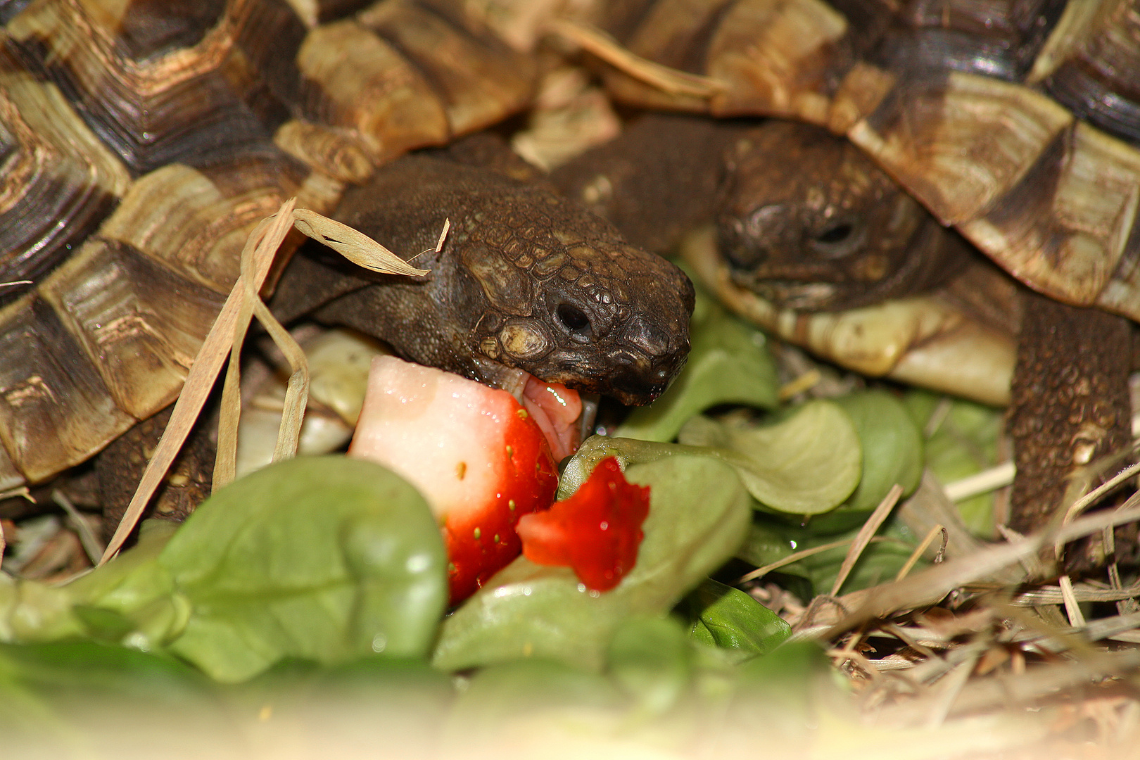 Landschildkröte