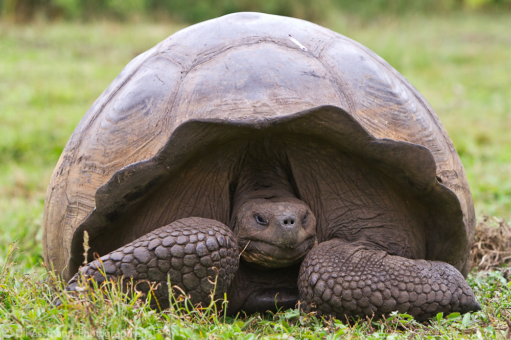 Landschildkröte auf Galapagos