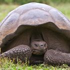 Landschildkröte auf Galapagos