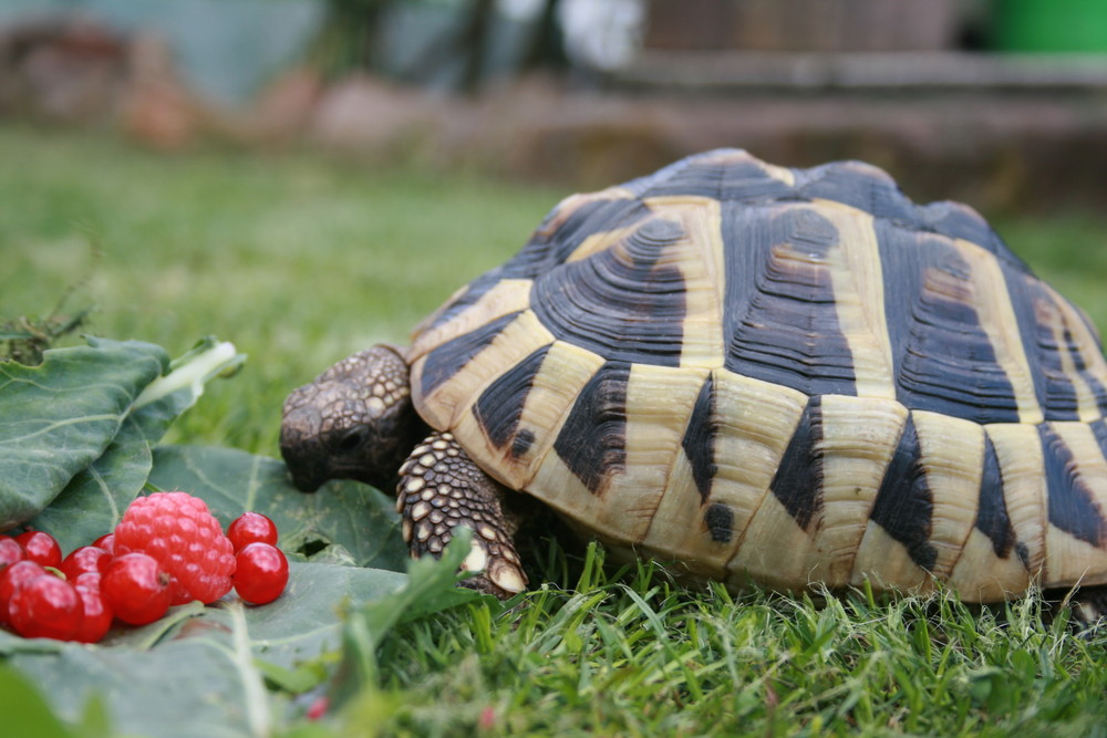 Landschildkröte beim fressen