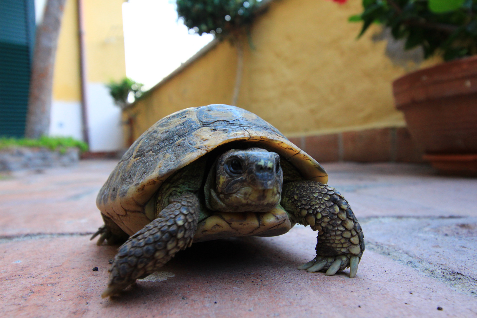 Landschildkröte