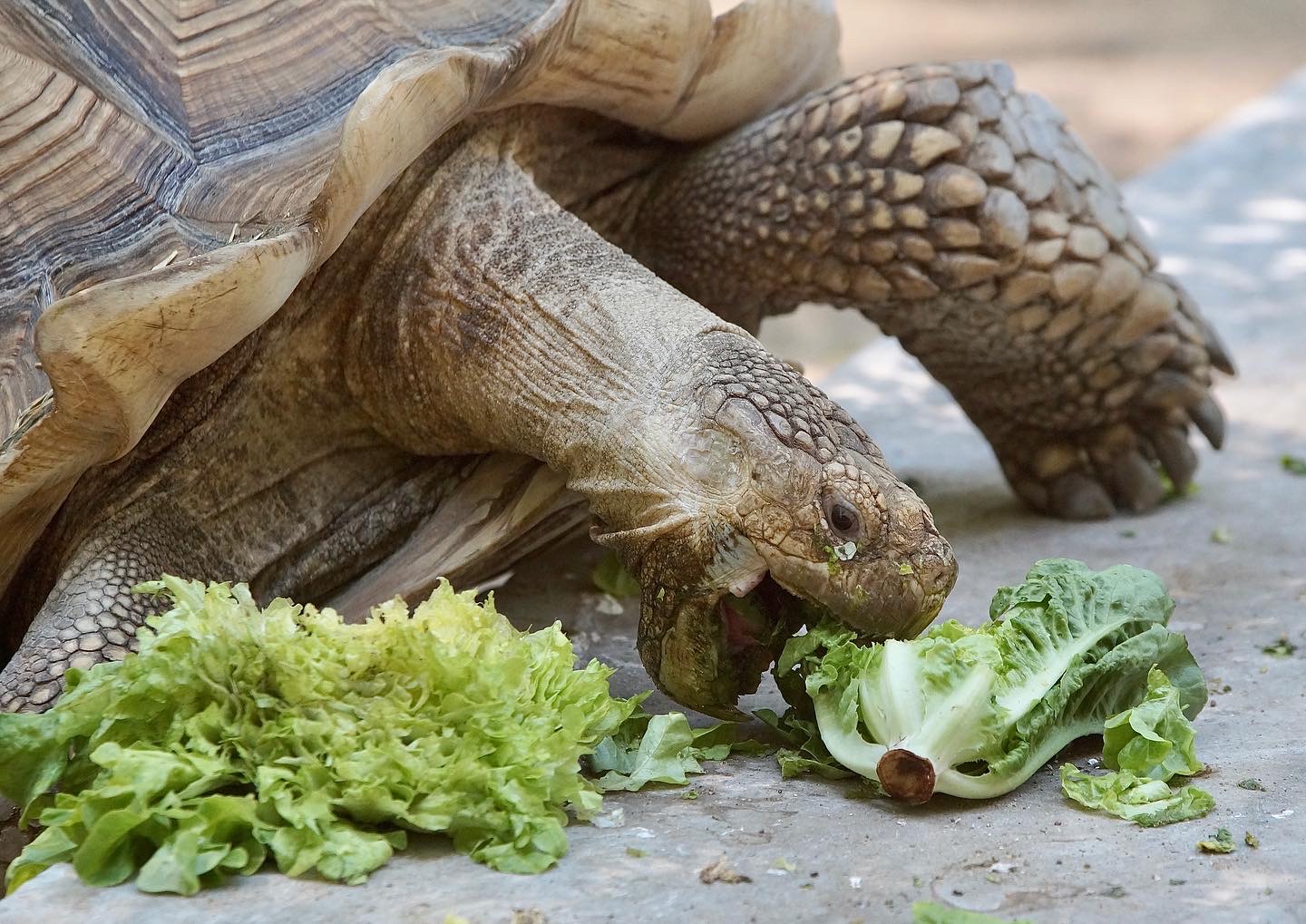 Landschildkröte