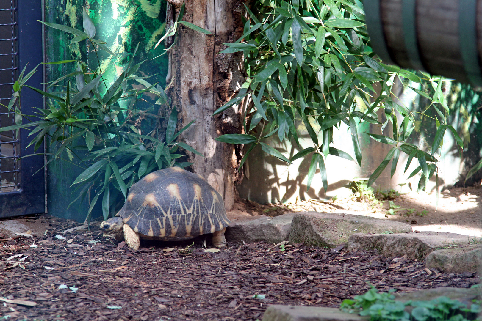 Landschildkröte im Zoo Heidelberg