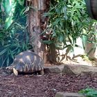 Landschildkröte im Zoo Heidelberg