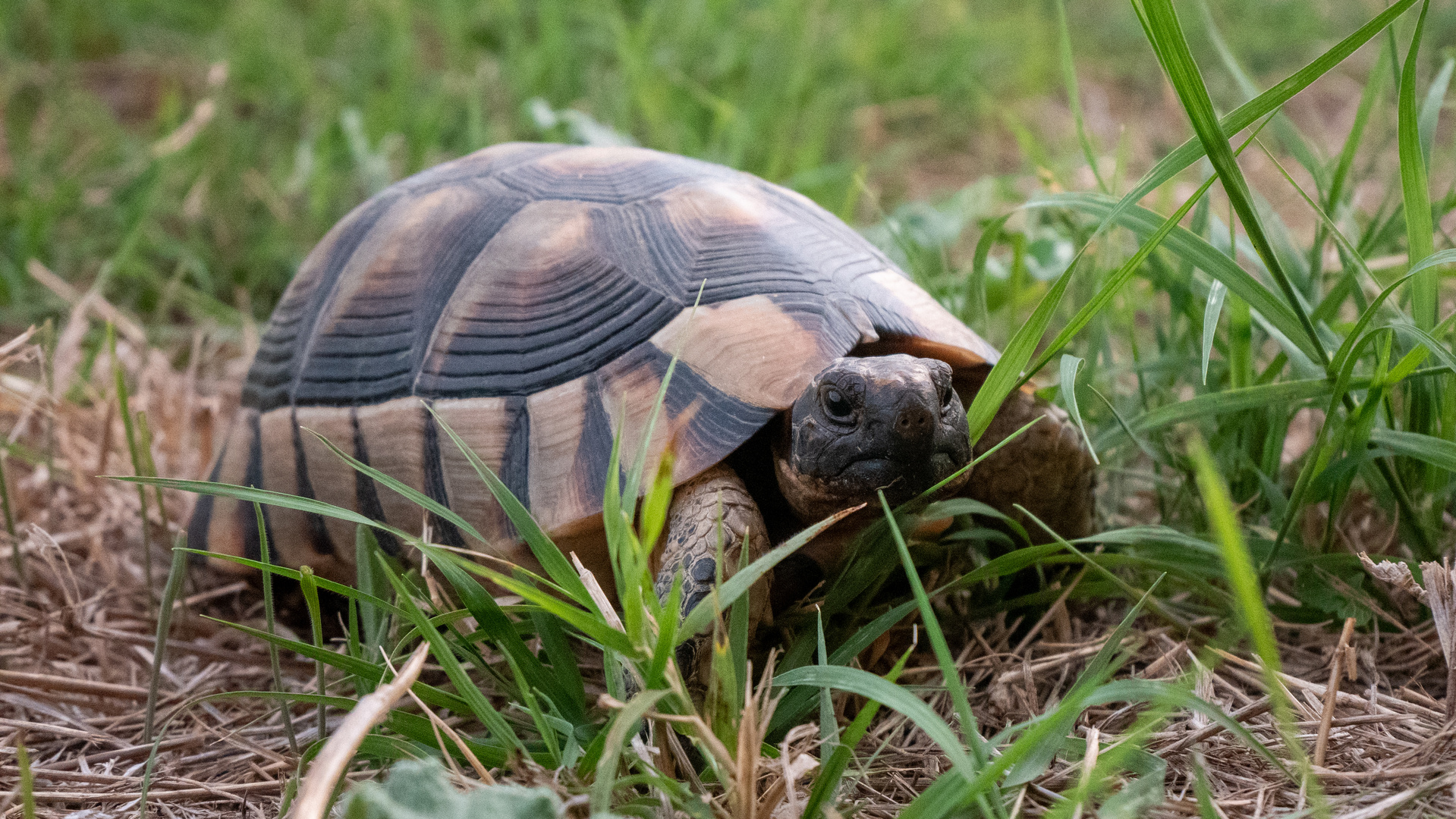 Landschildkröte in Griechenland 