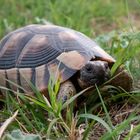 Landschildkröte in Griechenland 