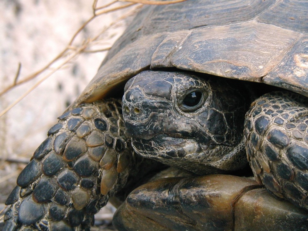 Landschildkröte in Perge / Türkei