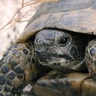 Landschildkröte in Perge / Türkei