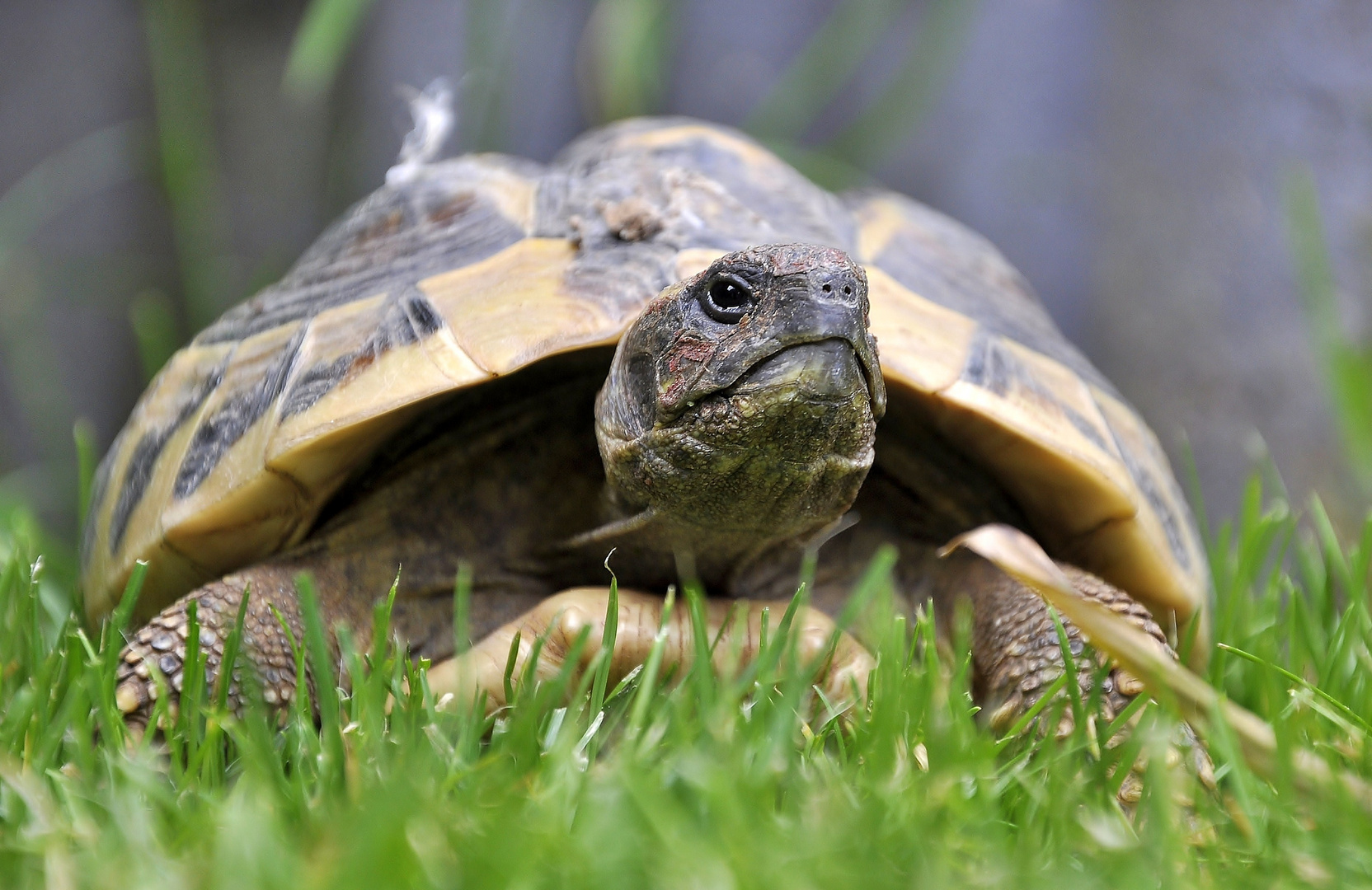 Landschildkröte Lina