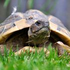 Landschildkröte Lina