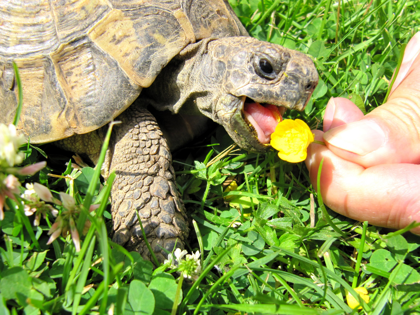 Landschildkröte Paula