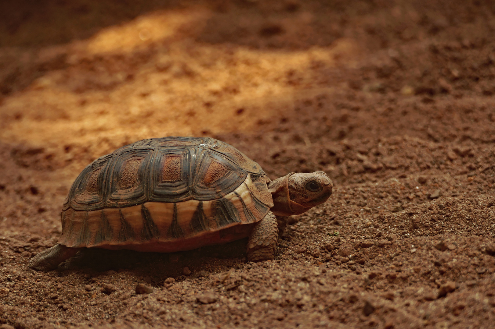 Landschildkröte (Testudinidae)