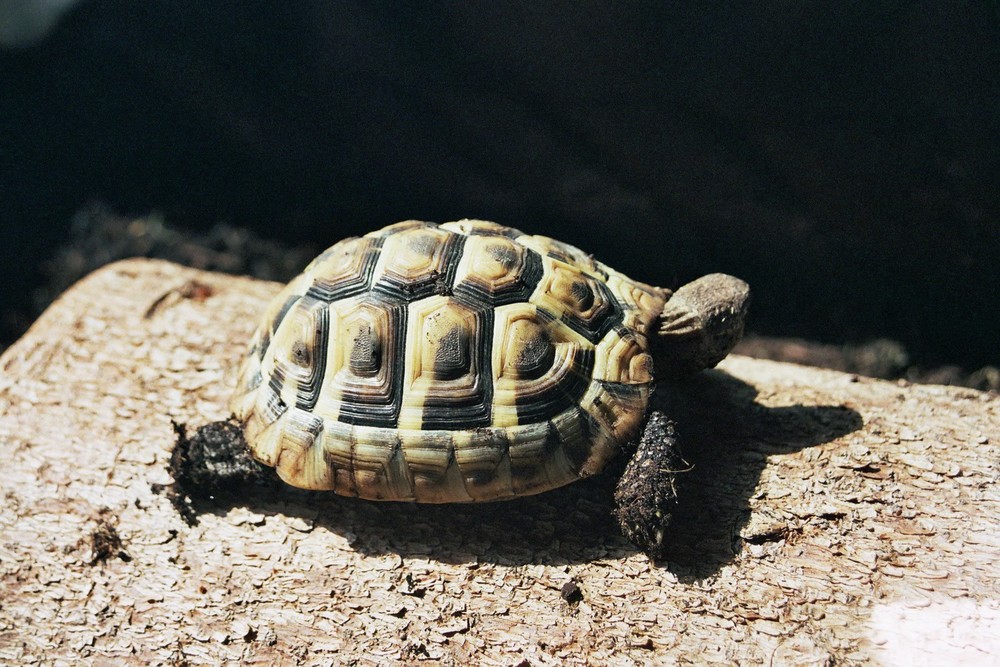 Landschildkröten