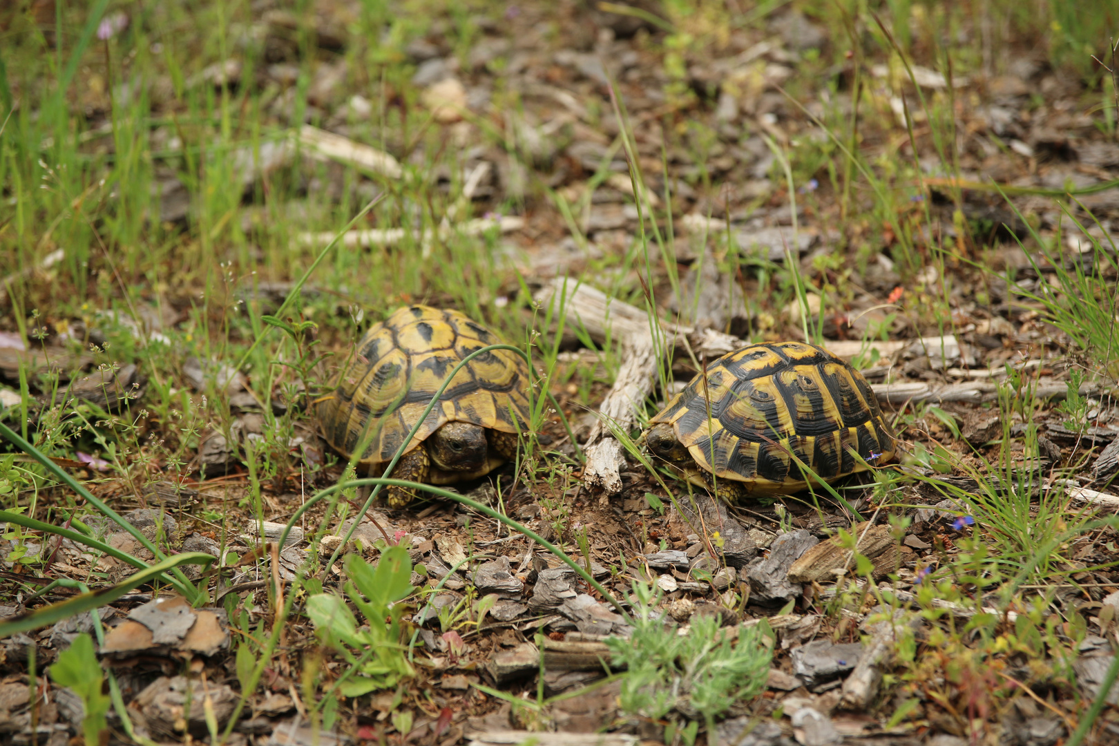 Landschildkröten in ihrem natürlichen Habitat