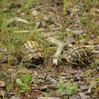 Landschildkröten in ihrem natürlichen Habitat