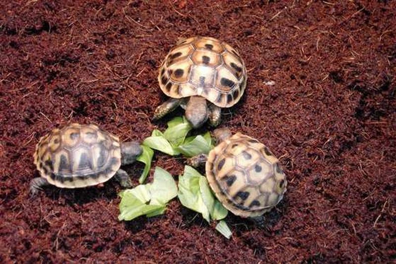 Landschildkröten -THB