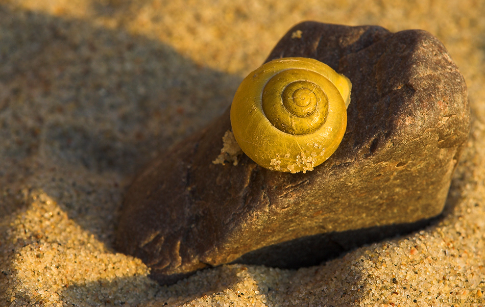 Landschnecke auf Strandurlaub