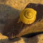 Landschnecke auf Strandurlaub