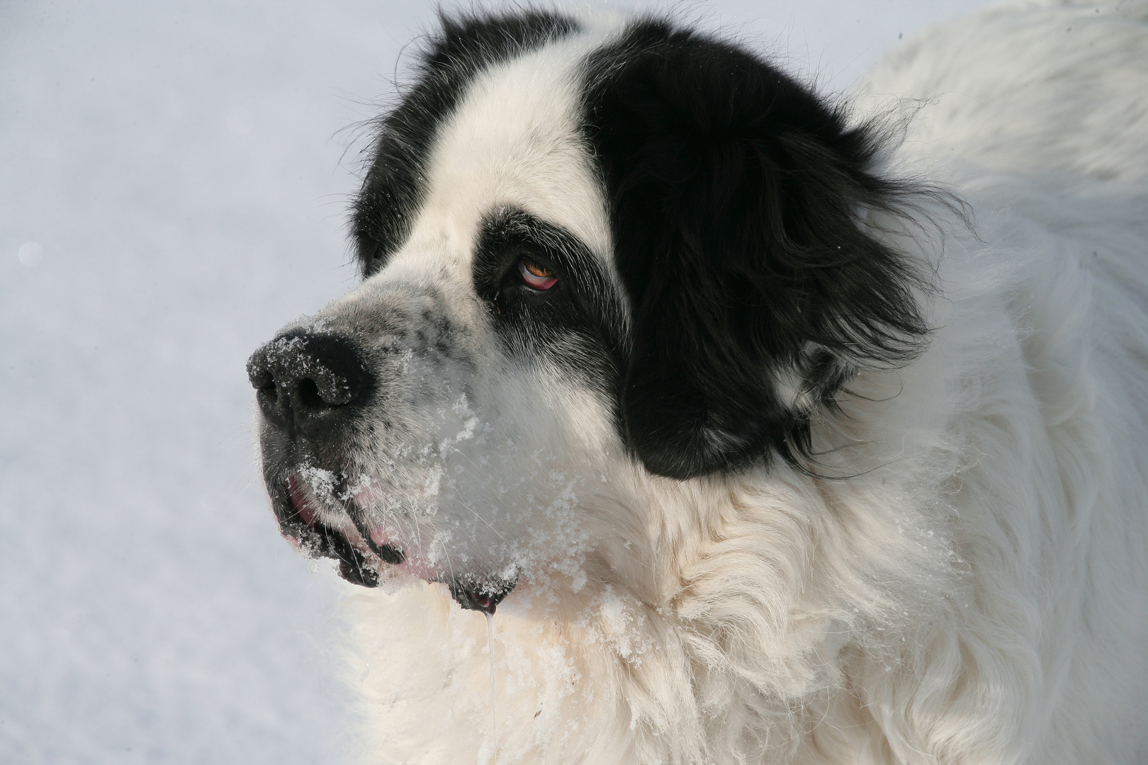 Landseer